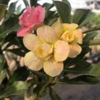 [重瓣沙漠玫瑰]沙漠玫瑰花苗观花植物四季开花室内绿植花卉盆栽 1芙蓉醉 特价当年生小苗[1棵装]有根