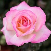 大花浓香月季花苗摩纳哥公主庭院阳台花卉植物好养玫瑰盆栽 公主当年扦插小苗 不含盆