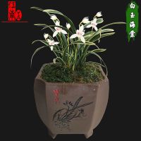 建兰四季兰兰花苗金边矮种白玉海棠夏带浓香花苞出售绿植花卉盆栽 2苗连体送肥料