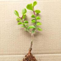 多年生新款夏季多肉金枝玉叶雅乐之舞盆栽玉树植物 金枝玉叶小苗一棵 不含盆