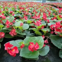 精品海棠四季开花玻璃翠丽格海棠带花发货室内盆栽花期长耐寒好养 青叶红花1盆
