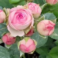 蔷薇花苗爬藤四季浓香型带花庭院好养大花月季玫瑰花盆栽开花不断 粉多头灌木勤花 牙签小苗20cm左右高度买三送一