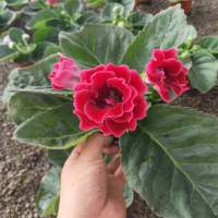 重瓣大岩桐盆栽花卉富贵芙蓉花盆栽室内客厅四季开花发货 芙蓉花[红色]