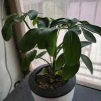 长寿花发财树花卉室内好养文竹水培植物盆栽盆景绿植海棠椰子 八方来财小苗1棵 不含盆