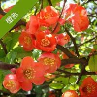 海棠花盆栽 海棠树苗 复色海棠盆景室内外花卉绿植四季海棠造型 橙色(海棠) 3年海棠[明年开花]