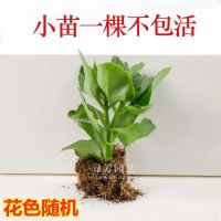 长寿花盆栽重瓣宫灯单瓣带花苞室内外阳台客厅四季开花植物易养活 [小苗]宫灯长寿花根部带土[1棵] 不含盆