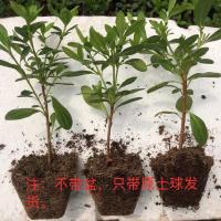 [特价]杜鹃花盆栽四季常开室内外客厅及阳台花卉观赏植物 小苗3颗(西玛➕小桃➕樱桃 ➕肥料)