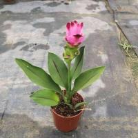 姜荷花盆栽带花四季开花耐热好养绿植花卉室内阳台多年生开花植物 姜荷花苗子(带花发货) 原生盆