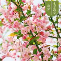 [精品造型海棠]海棠花盆栽地栽四季开花海棠树苗造型盆景南北方 七星海棠 4年苗[处理苗一棵 ]