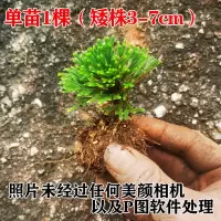 卷柏盆栽九死还魂草苗耐寒四季常青小植物学生绿植小盆栽客厅 单头1棵矮 收藏宝贝及店铺优先发货