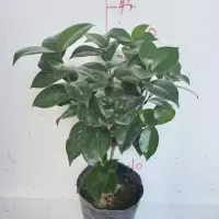 (中国十大品种茶花)十八学士茶花一树多色名贵茶花多色多开品 4年苗高30-40公分 原盆原土发货颜色随机