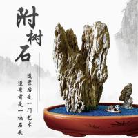假山水路缸盆景附树石头青龙石树抱石天然原石造景小型装饰品摆件 16-20CM长(宽度较小)