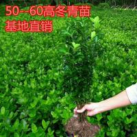 四季常青冬青苗室外树苗木万年青庭院法国冬青苗绿化苗围墙绿篱 高10-15厘米20颗