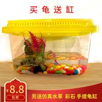 小乌龟孩童玩伴手提宠物送缸 巴西龟2-3厘米1只 +0元等于免费试吃龟粮