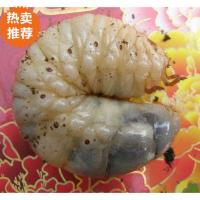 [虫虫侠]2021新独角仙成虫幼虫扁锹新手套餐可选公母路途包风险 仙幼虫一只