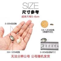 宝蓝白金迷你鹦鹉鱼热带淡水饲料种鱼一对公母鱼苗幼鱼繁殖罐下崽 宝蓝鹦鹉 1-2厘米[3送1备损]