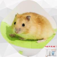 仓鼠小宠物活物金丝熊宝宝布丁紫仓奶茶奶牛熊小仓鼠宠物活体好养 性别:公 运输盒(无仓鼠)