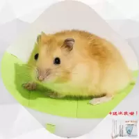 仓鼠小宠物活物金丝熊宝宝布丁紫仓奶茶奶牛熊小仓鼠宠物活体好养 性别:公 运输盒(无仓鼠)
