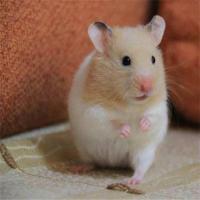 金丝熊活物宠物用品笼子跑轮玩具木屑鼠粮套装有售[9月20日发完] 金丝熊