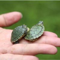 巴西龟 小乌龟活体外塘宠物水龟金线龟活物龟乌龟活物宠物龟情侣 2-3厘米 两只一公一母