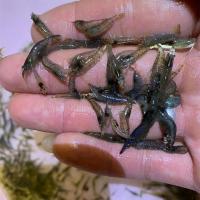 草缸黑壳虾活体套餐除藻虾淡水观赏虾草缸清洁虾造景缸除藻工具虾[10月3日发完] 黑壳虾20只 送10只备损