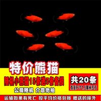 胎生鱼活体 观赏鱼小型黑玛丽金牡丹月光鱼 热带米奇鱼宠物鱼 特价熊猫15条送5条备损共20条