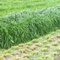 鱼塘水草种子小米草轮叶黑藻草鱼吃的水草小龙虾鱼蟹伊乐藻水花生 多年生黑麦草种子一斤