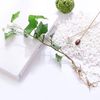 常春藤盆栽好养活室内植物办公室庭院垂吊兰青绿植新房除甲醛装修[9月16日发完] 常春藤5颗[不含盆]