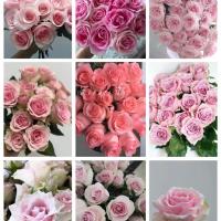 云南昆明基地直发真花水养鲜花订婚香水百合批发玫瑰向日葵康乃馨 粉色系15枝+5枝防损