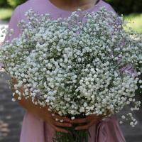 干花花束鲜花云南勿忘我真花插花客厅装饰情人草满天星 白色满天星大束 长65cm<无赠品>