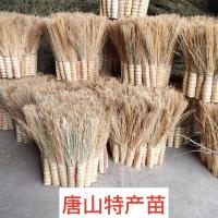 农家手工凤尾草加厚加大芒草笤帚越南苗子软细苗软毛扫地苕帚扫把 锅刷子 一把