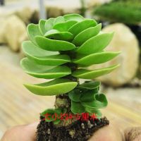 金钱木老桩多肉植物室内盆栽客厅绿植花卉除甲醛好养发财树金钱树 金钱木小苗(不含盆不包活)