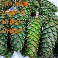 新鲜生绿松塔一件1斤嫩松子宠物松鼠磨牙棒青松塔华山松果坚果 新鲜生绿松塔一件1斤嫩松子宠物松鼠磨牙棒青松塔华山松果坚果