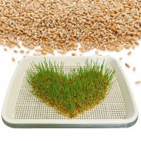 兔子吃的草兔草种植自己种的兔草小麦宠物去除毛球猫咪新鲜草种子 100克种子(试种款)