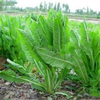 春播牧草种子菊苣种籽喂猪兔子吃的饲料草多年生耐旱四季畜牧草籽 菊苣种子 2千粒装 播种5平方左右