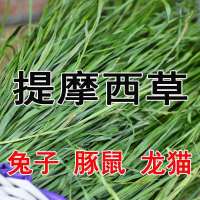 牧草种子兔子吃的草提摩西种子猫尾草梯牧草喂养兔子爱吃的草籽 多年生提摩西草2000粒试种