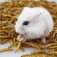 黄粉虫活体面包虫活体蝎子画眉鹦鹉鱼石蛙龙鱼八哥仓鼠宠物饲料 面包虫干16克/袋(带镊子)