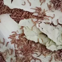 面包虫活体黄粉虫批发活虫仓鼠画眉鹦鹉乌龟龙鱼守宫小鸟活体饲料 100条2.5厘米 送镊子