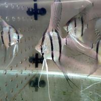 热带观赏鱼燕鱼秘鲁鱼神仙鱼包损开箱录视频 随机1条 2-3cm包尾