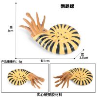 儿童仿真海洋动物模型海螺田螺鹦鹉螺小丑鱼海洋动物塑料玩具摆件 M-1557鹦鹉螺 (很小)