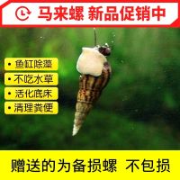 活体苹果螺观赏螺鱼缸清洁除藻草缸水族淡水宠物蜗牛活体 马来螺6送4备损