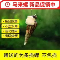 活体苹果螺观赏螺鱼缸清洁除藻草缸水族淡水宠物蜗牛活体 马来螺6送4备损