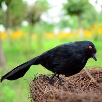 双十一万圣节鬼节圣诞节摆设标本黑色道具乌鸦仿真乌鸦羽毛乌鸦 一号乌鸦