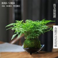狼尾蕨苔藓球水培植物室内绿植造景净化空气盆吸甲醛防辐射办公室 苔藓球狼尾蕨 1盆 不含花盆