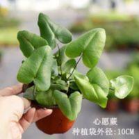 心愿蕨爱心蕨耐阴喜湿蕨类室内耐阴小盆栽桌面水培绿植带土发 心愿蕨爱心蕨耐阴喜湿蕨类室内耐阴小盆栽桌面水培绿植带土发