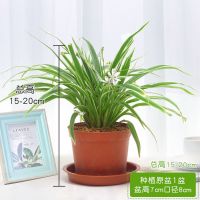 金边大吊兰盆栽吊兰室内盆栽四季常青绿植好养花卉除甲醛水培水养 小盆吊兰15-20cm 送托盘