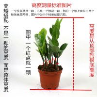 金钱树盆栽摇钱树花苗发财树花卉盆室内绿植物客厅办公室桌面盆景 金钱树15-20cm高[六至八颗] 简易盆