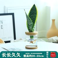 水培养植物绿萝虎皮兰春羽发财树办公室内养易活花卉绿植四季盆栽 [长长久久]矮脚虎皮兰