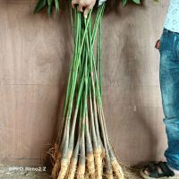 大型发财树客厅大盆景盆栽植物大棵独杆辫子室内绿植摇钱树招财 发财树大苗1米(2颗)