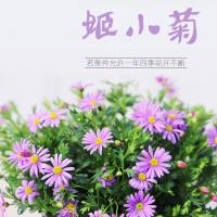 盆栽姬小菊花苗阳台庭院花卉易爆盆耐热耐寒多年生草花带花苞发货 紫色13cm盆